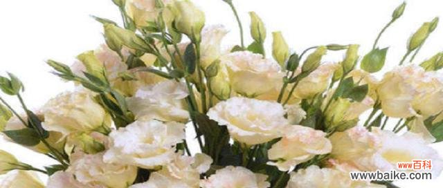 揭秘洋桔梗花的意义与象征 洋桔梗的花语与寓意