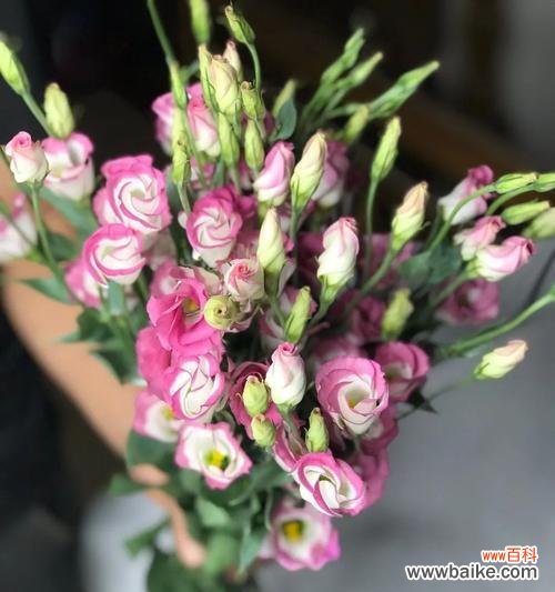 揭秘洋桔梗花的意义与象征 洋桔梗的花语与寓意