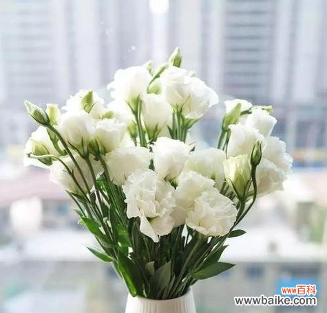 揭秘洋桔梗花的意义与象征 洋桔梗的花语与寓意