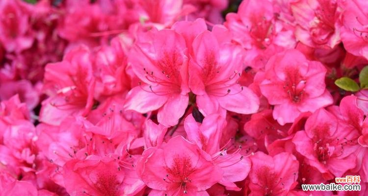 以杜鹃花之命名，感悟生命之美 以养杜鹃花，寓意人生的绽放