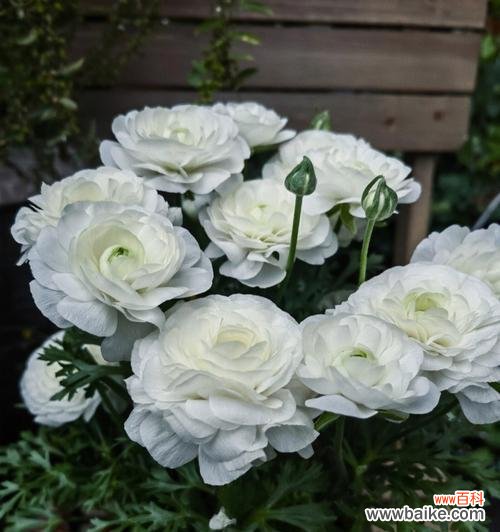 探寻洋牡丹花语的深层含义,领略其神秘魅力 洋牡丹花语之美