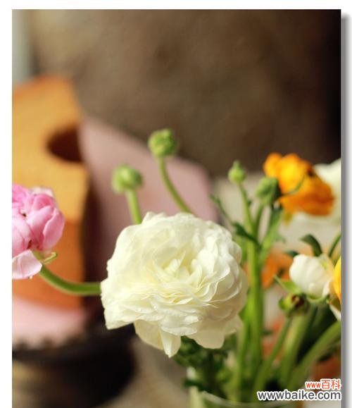 探寻洋牡丹花语的深层含义,领略其神秘魅力 洋牡丹花语之美