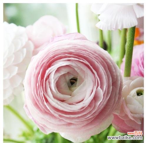 花开争艳之洋牡丹,赋予生命美丽与喜悦 洋牡丹花语与寓意——艳丽与祝福的化身