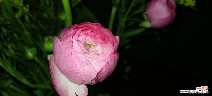 探秘洋牡丹的花语,传递生命的力量 洋牡丹的花语-追寻坚韧与美丽