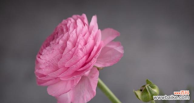 探秘洋牡丹的花语,传递生命的力量 洋牡丹的花语-追寻坚韧与美丽