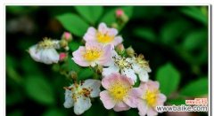 野蔷薇花园中的自由与希望 野蔷薇的象征意义与美丽之于世界的魅力