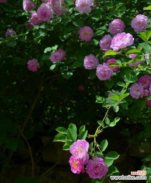 野蔷薇的花语及其象征的意义 野蔷薇花语-追寻野性与纯真的美