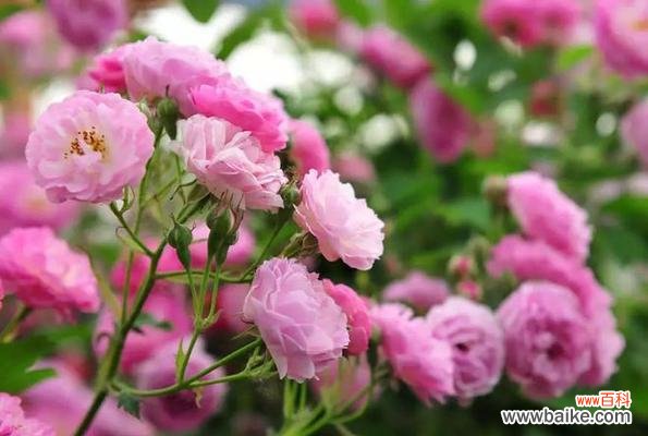 野蔷薇的花语及其象征的意义 野蔷薇花语-追寻野性与纯真的美