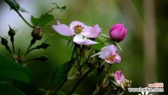 野蔷薇的花语及其象征的意义 野蔷薇花语-追寻野性与纯真的美