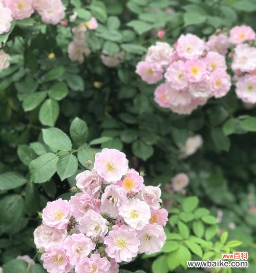 探索野蔷薇的神秘语言,解读美丽背后的含义 野蔷薇的花语与代表意义