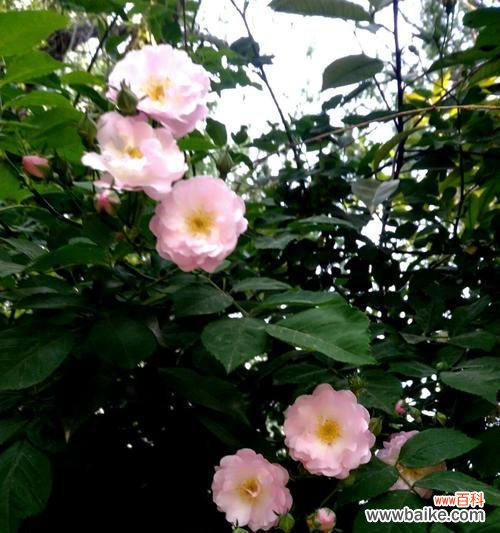 探索野蔷薇的神秘语言,解读美丽背后的含义 野蔷薇的花语与代表意义