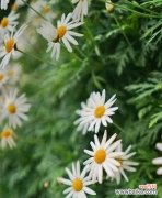 带你探寻野菊花的内涵与象征意义 野菊花花语的深意