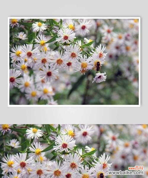 带你探寻野菊花的内涵与象征意义 野菊花花语的深意