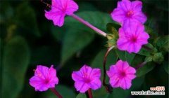 清香缭绕，探寻夜来香花语的美妙之处 夜来香花语——沉醉于夜晚的芬芳与寂静