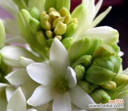 清香缭绕，探寻夜来香花语的美妙之处 夜来香花语——沉醉于夜晚的芬芳与寂静