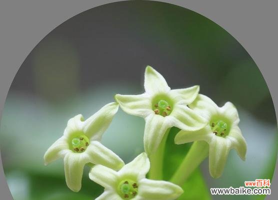 清香缭绕，探寻夜来香花语的美妙之处 夜来香花语——沉醉于夜晚的芬芳与寂静