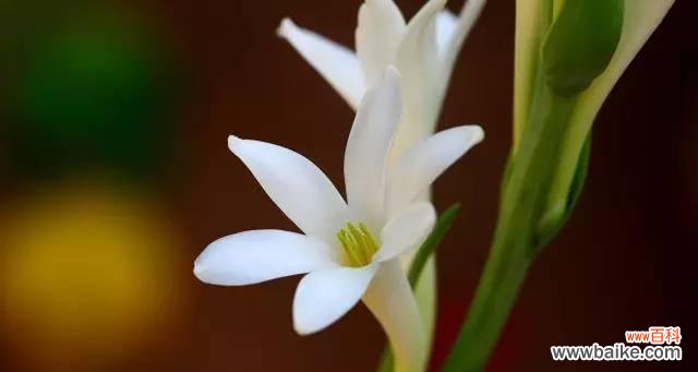 深情不短暂,夜来香永不凋谢 夜来香的花语传说