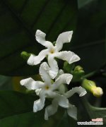 深情不短暂，夜来香永不凋谢 夜来香的花语传说