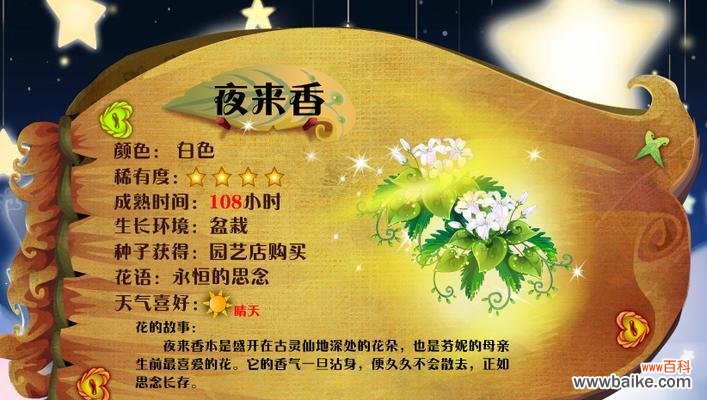 深情不短暂,夜来香永不凋谢 夜来香的花语传说