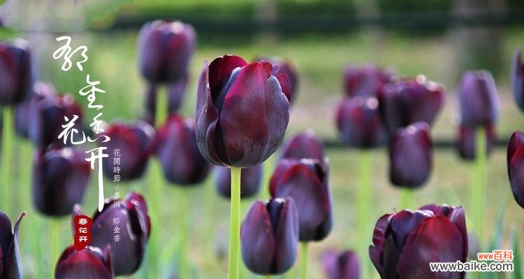 野生郁金香花语的由来与意义 探秘野生郁金香花语贞操