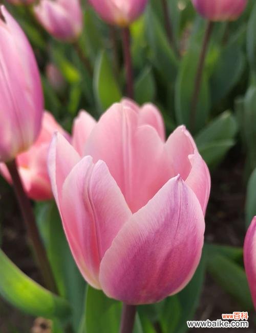 野生郁金香花语的由来与意义 探秘野生郁金香花语贞操