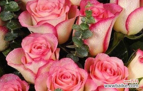 揭秘粉色玫瑰的花语与象征,感受爱与浪漫的滋味 玫瑰花语之粉色玫瑰的意义与传承