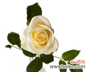 白玫瑰，纯洁与无暇的象征 一朵白玫瑰的象征意义