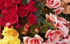 探寻丽格海棠花所传递的深层含义 丽格海棠的花语和寓意——纯洁与美丽的象征