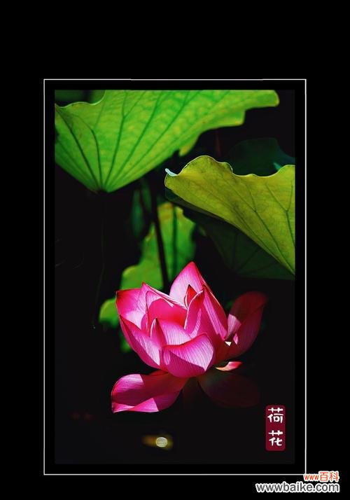 莲花花语的深刻寓意与启示 以莲花的花语——纯洁与坚强