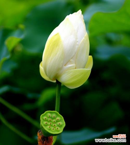 莲花 莲花的象征意义及文化内涵