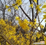 揭开连翘花背后的神秘语言 连翘的花语与寓意