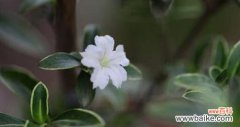 绽放在夏日的奇迹 《以六月雪的花语》