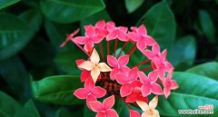 探寻龙船花的神秘寓意和花语 龙船花