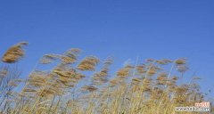 探索芦苇的美丽与象征意义 芦苇的花语与意义