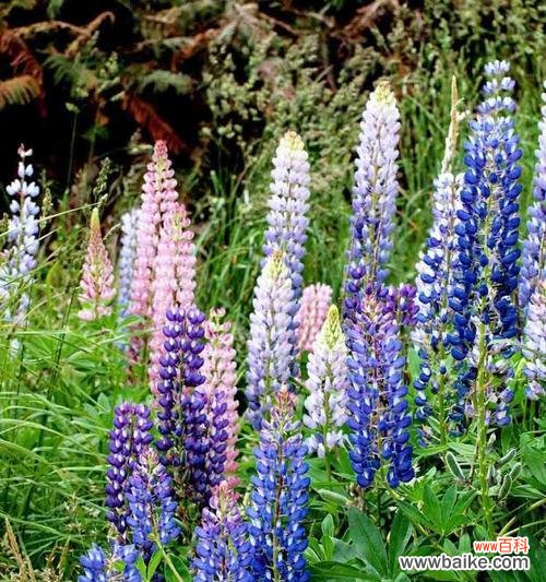 传递希望与坚强的花语解读 探寻鲁冰花的花语奥秘