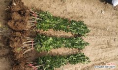 为什么绿化苗木脱脚如此重要 绿化苗木脱脚——保护环境的关键