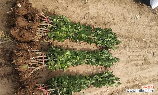 为什么绿化苗木脱脚如此重要 绿化苗木脱脚——保护环境的关键