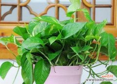 探寻绿萝背后的秘密与意义 绿萝的花语及其寓意