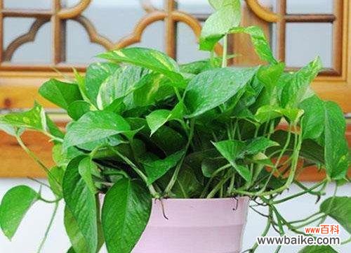 探寻绿萝背后的秘密与意义 绿萝的花语及其寓意