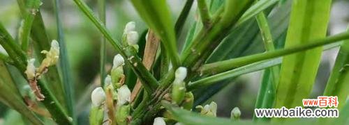 松柏之道 探寻罗汉松之美——古树寓意与生命智慧的展现