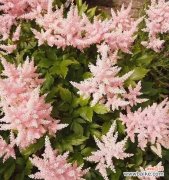 深入探索落新妇花语和寓意 以落新妇花语与寓意，传承爱情的美丽