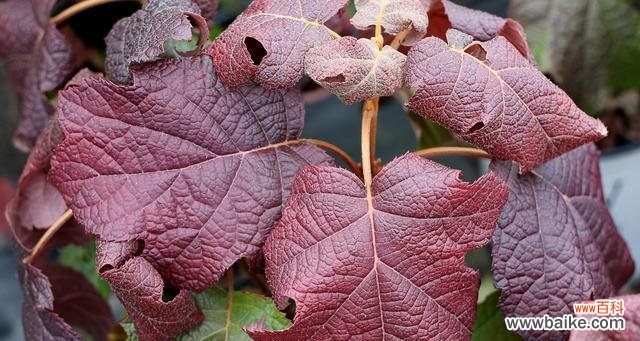 探索四季变幻的落叶灌木世界 落叶灌木