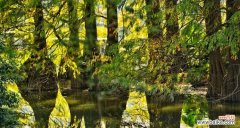 探寻自然之美 落羽杉的寓意与启示