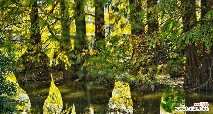 探寻自然之美 落羽杉的寓意与启示