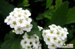 探寻麻叶绣线菊的花语之美 麻叶绣线菊的花语-传递心灵的和谐与勇气