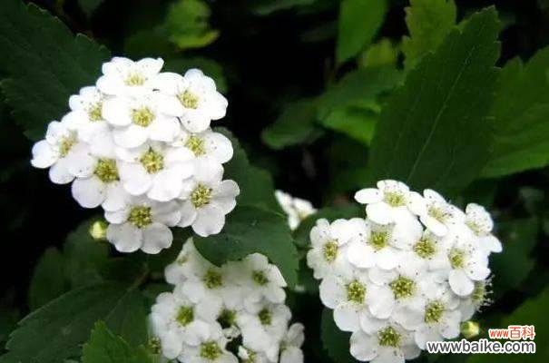 探寻麻叶绣线菊的花语之美 麻叶绣线菊的花语-传递心灵的和谐与勇气