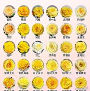 黄色玫瑰的花语是什么？代表了怎样的情感？