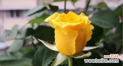黄色玫瑰的花语是什么？代表了怎样的情感？