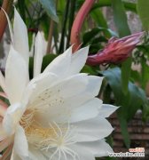 檀花的花语和寓意有哪些？