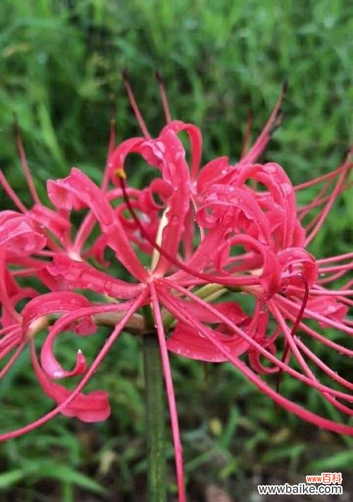 “我的眼里只有她”用花语如何表达？